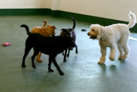 doggie days daycare